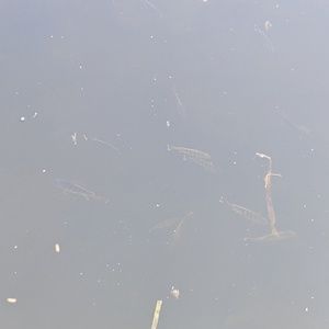 Meet your Posher, Arya